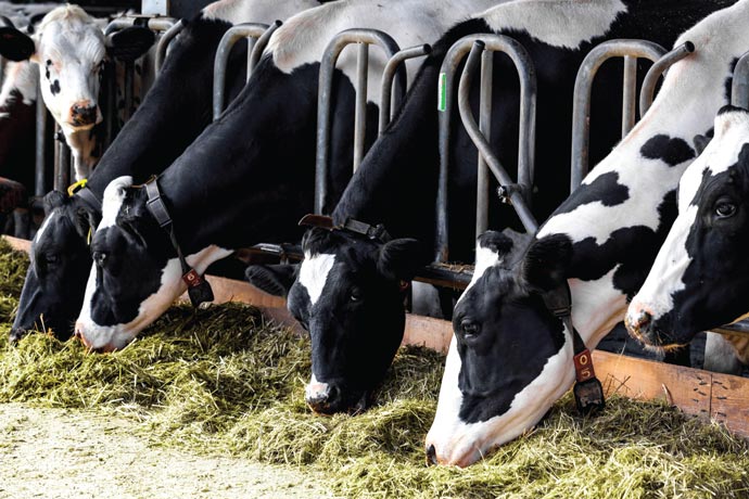 Group of Holstein dairy cows eating a TMR