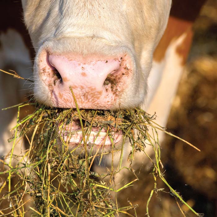 Close up of cow eating with feed in its mouth