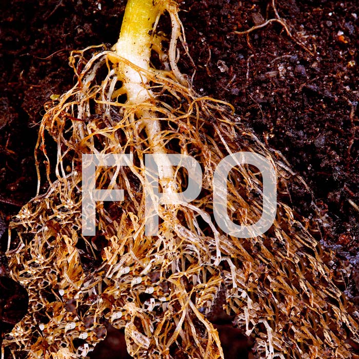 Cross section showing the root system of 3-month-old alfalfa